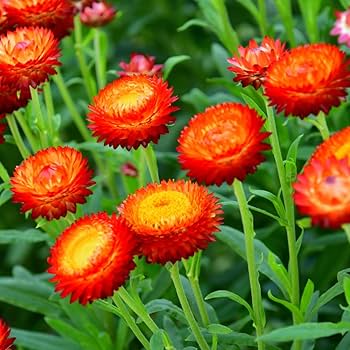 Red Helichrysum flower seeds