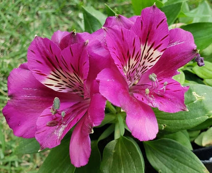 Peruvian Lily flower seeds