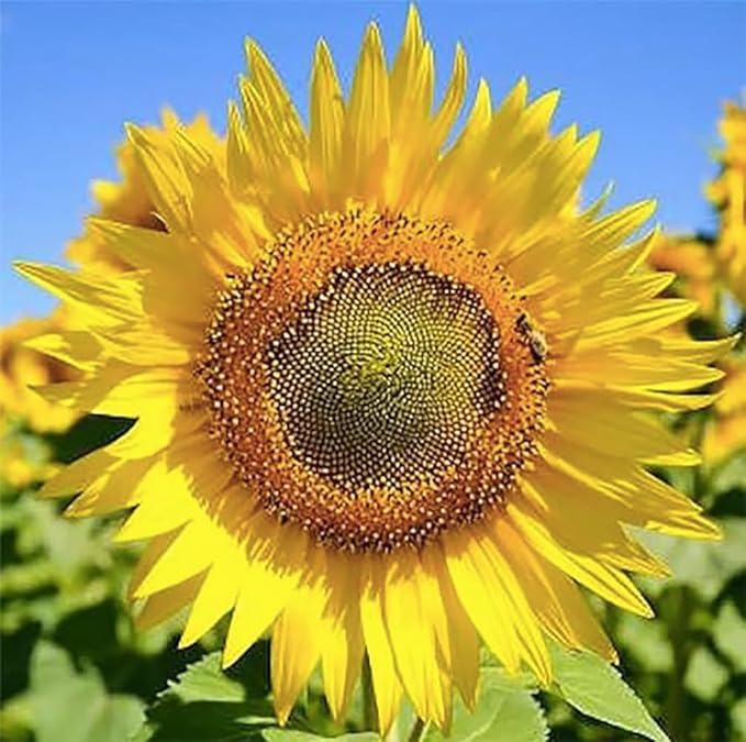 Skyscraper Sunflower flower seeds