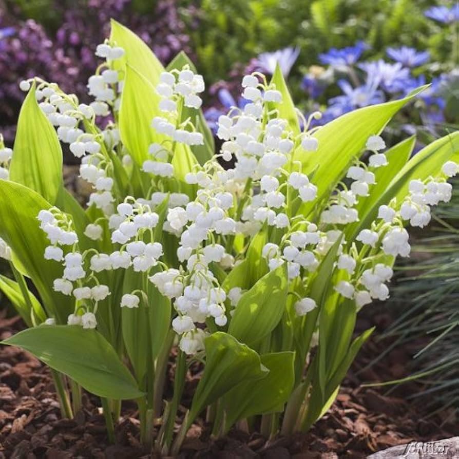 White Coral flower seeds