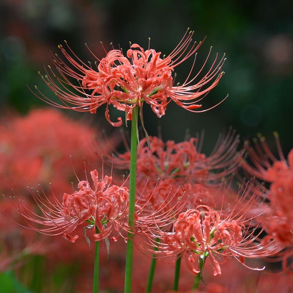 Light Grey flower seeds