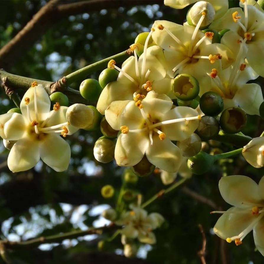 Green Ceiba flower seeds