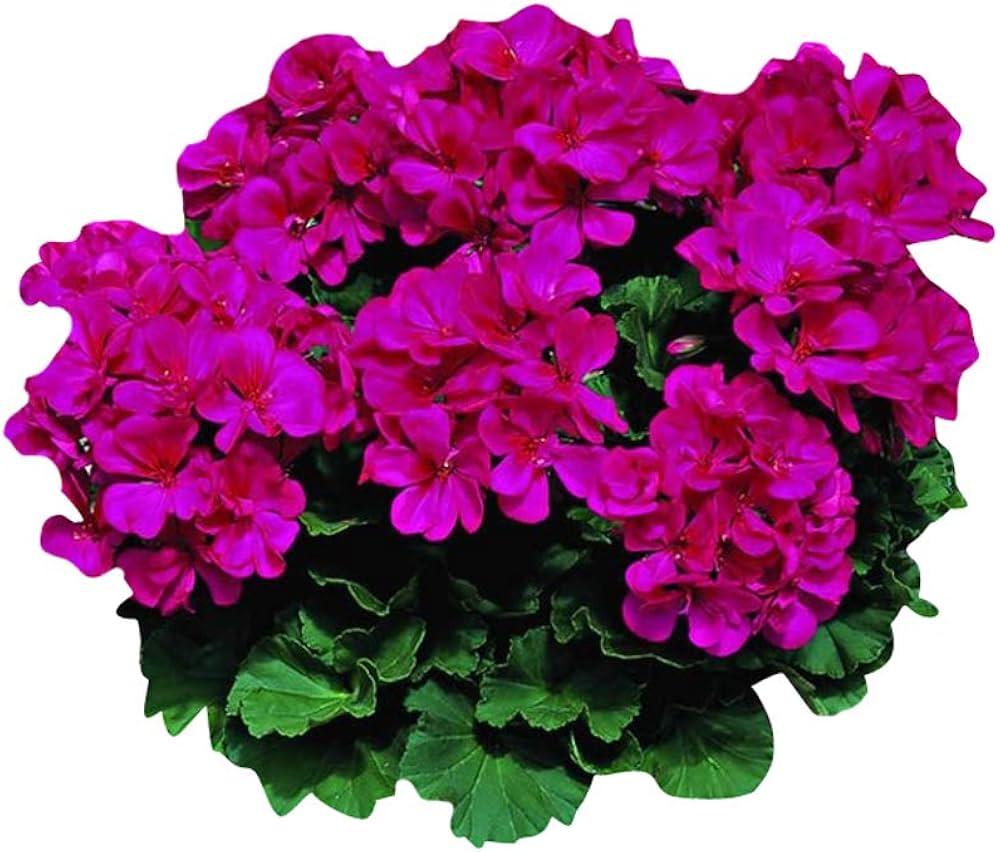 Dark Pink flower seeds