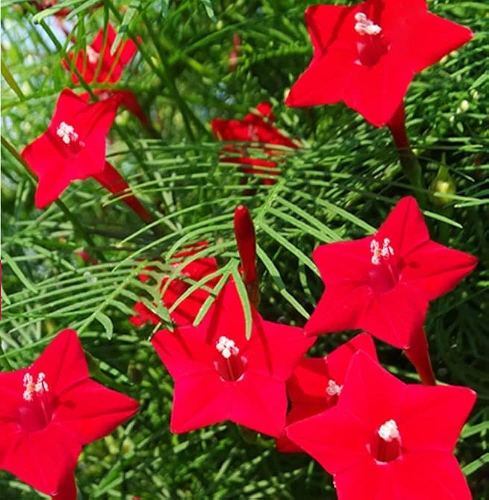Red Cypress flower seeds