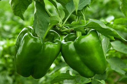 Pepper Seeds for Planting – Heirloom Non-GMO Garden Seeds