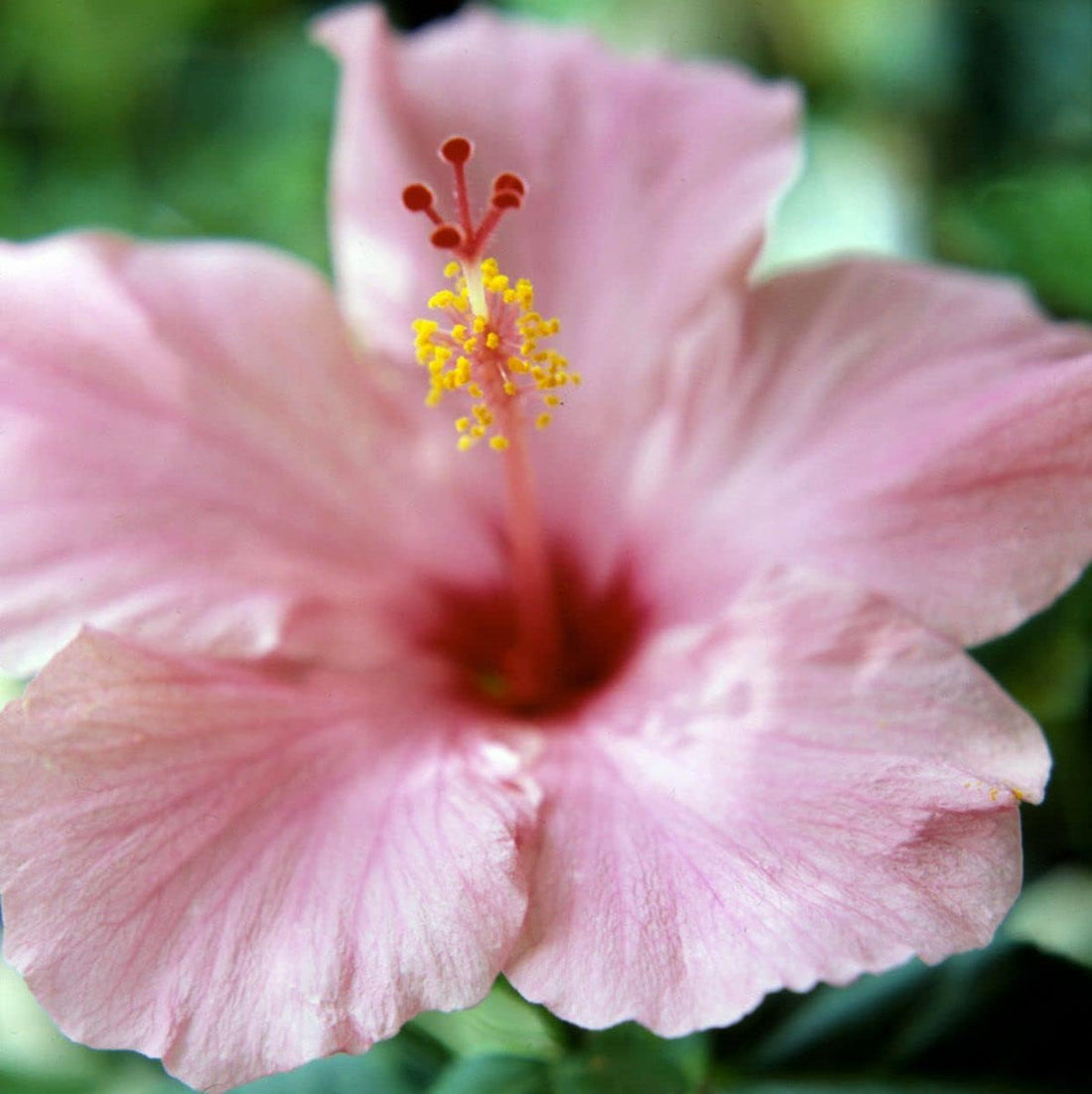 Pink Hibiscus flower seeds