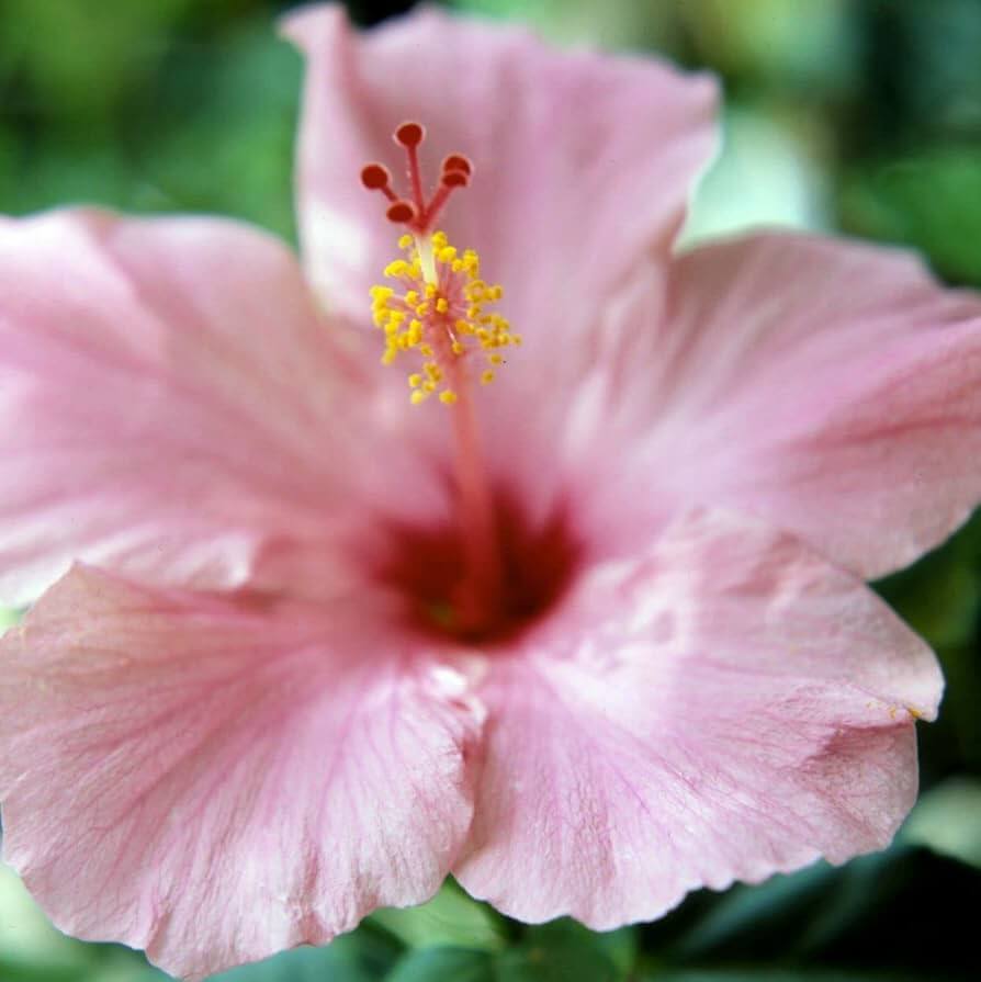 Pale Pink Hibiscus plant