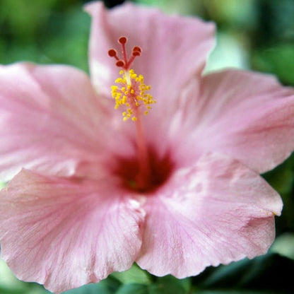 Pale Pink Hibiscus plant