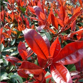 Red Tip flower seeds