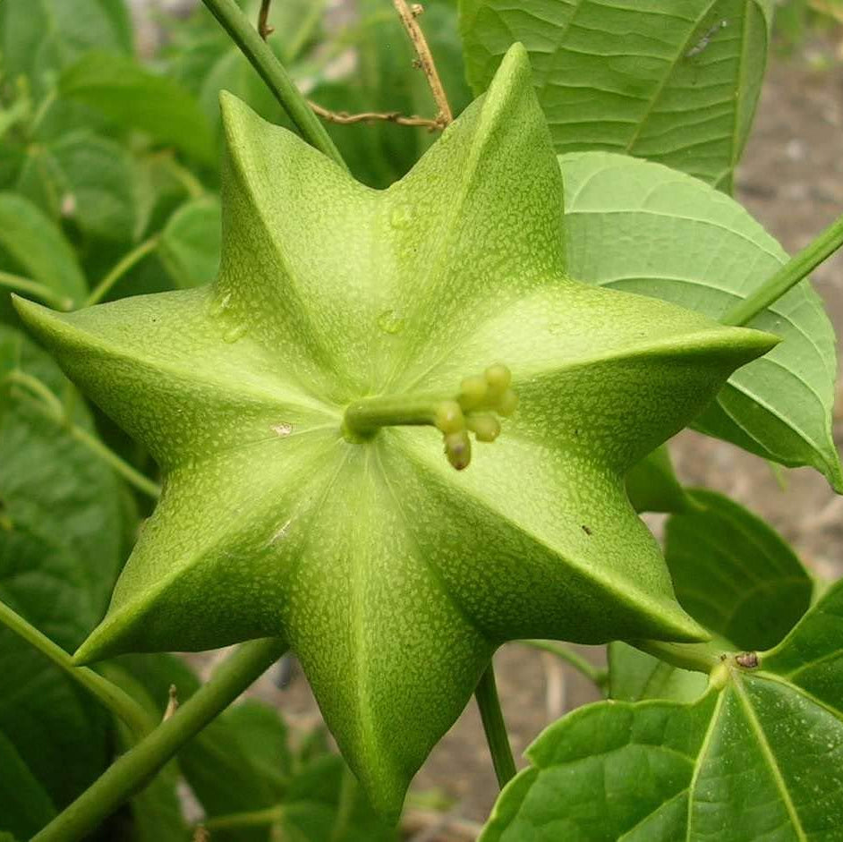 Plukenetia flower seeds