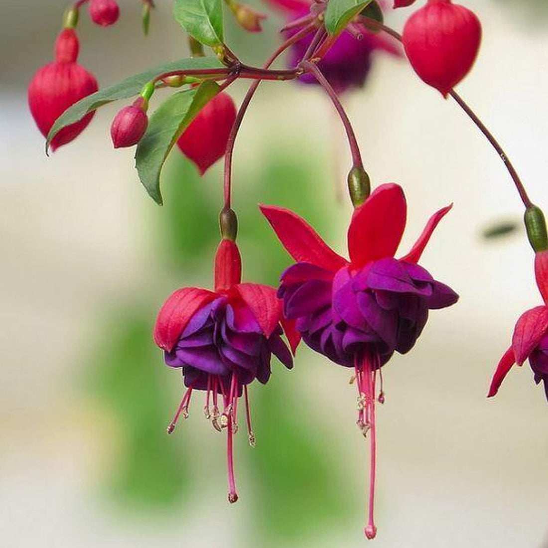 Fuchsia flower seeds