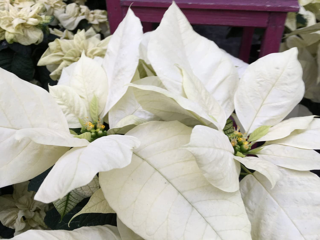 White Poinsettia flower seeds