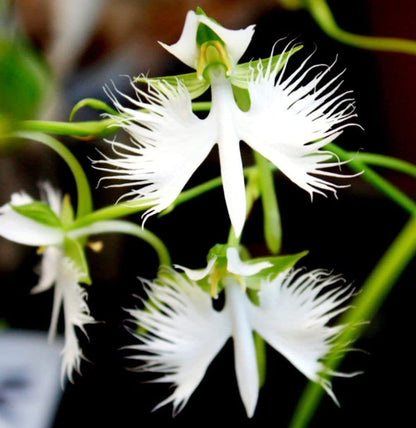 Egret flower seeds