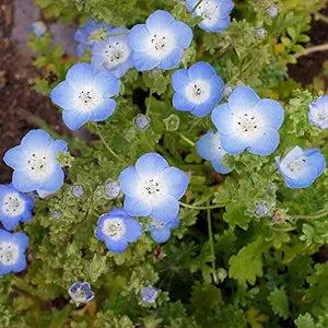 Baby Blue flower seeds