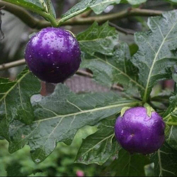 Purple Cherry Tomato Seeds