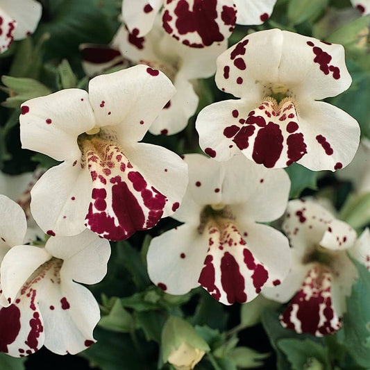 White Mimulus flower seeds