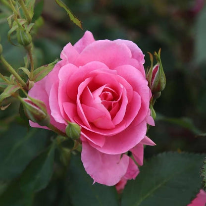Rose Rosa flower seeds
