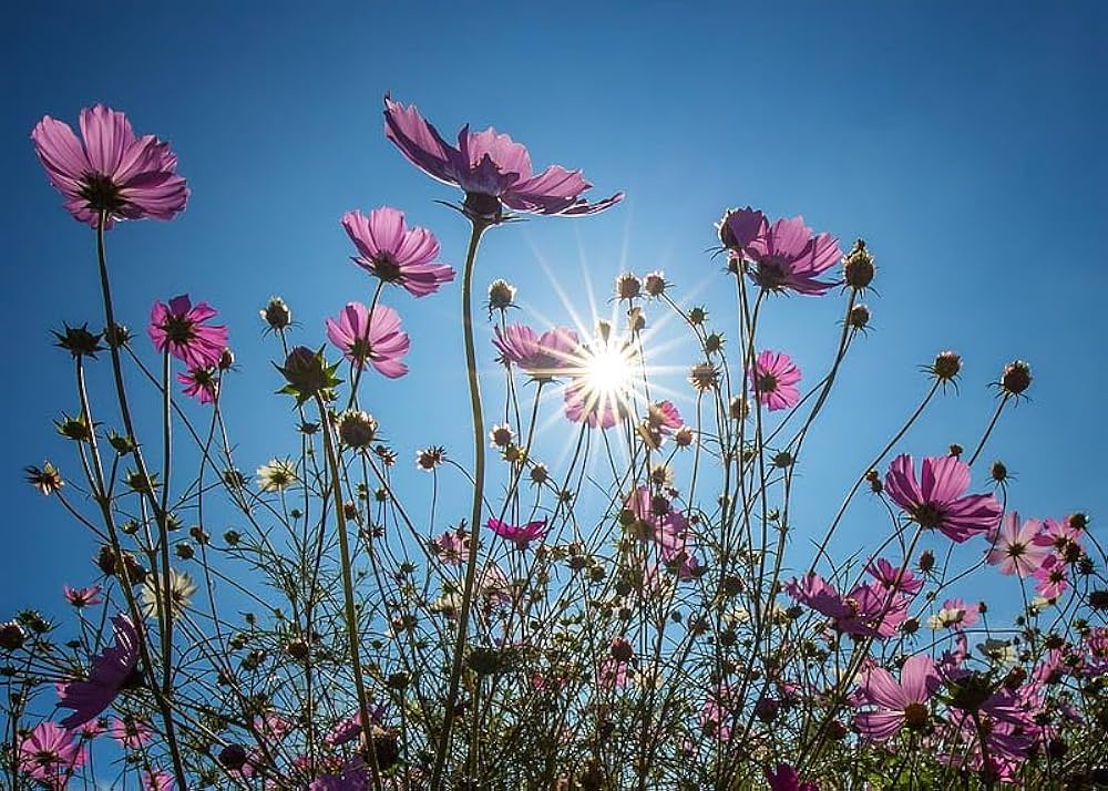 Cosmos Bipinnatus flower seeds