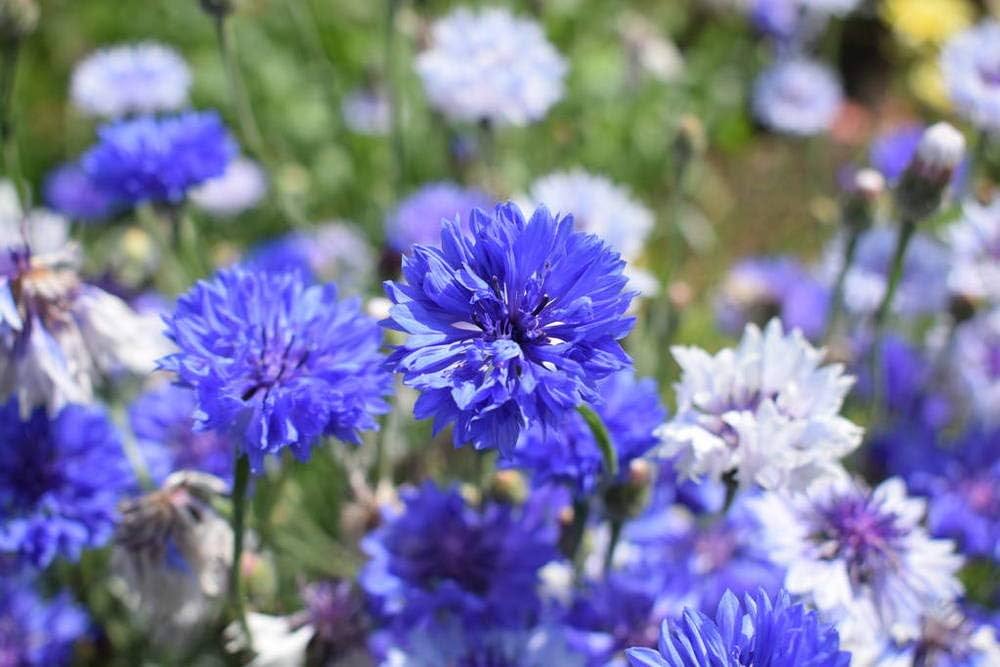 Blue Hankeanus flower seeds