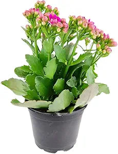 Kalanchoe Blossfeldiana flower seeds