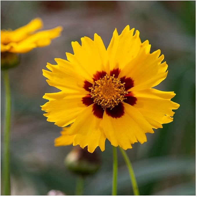 Largeflower Tickseed flower seeds