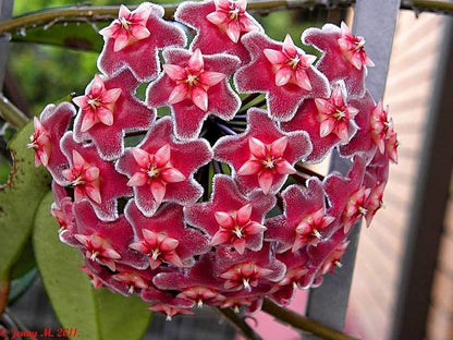 Maroon Hoya Flower Seeds for Planting – Heirloom Non-GMO Garden Seeds