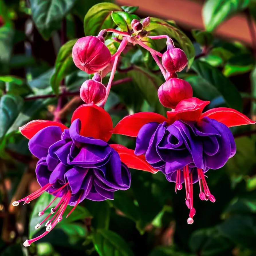 Fuchsia flower seeds