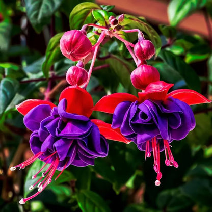 Fuchsia flower seeds