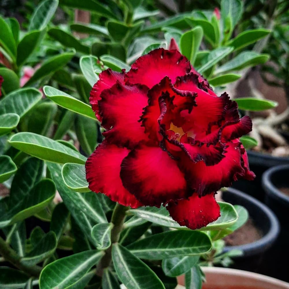 Adenium Desert flower seeds
