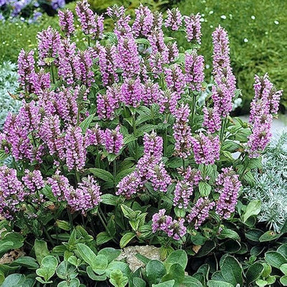 Nepeta flower seeds