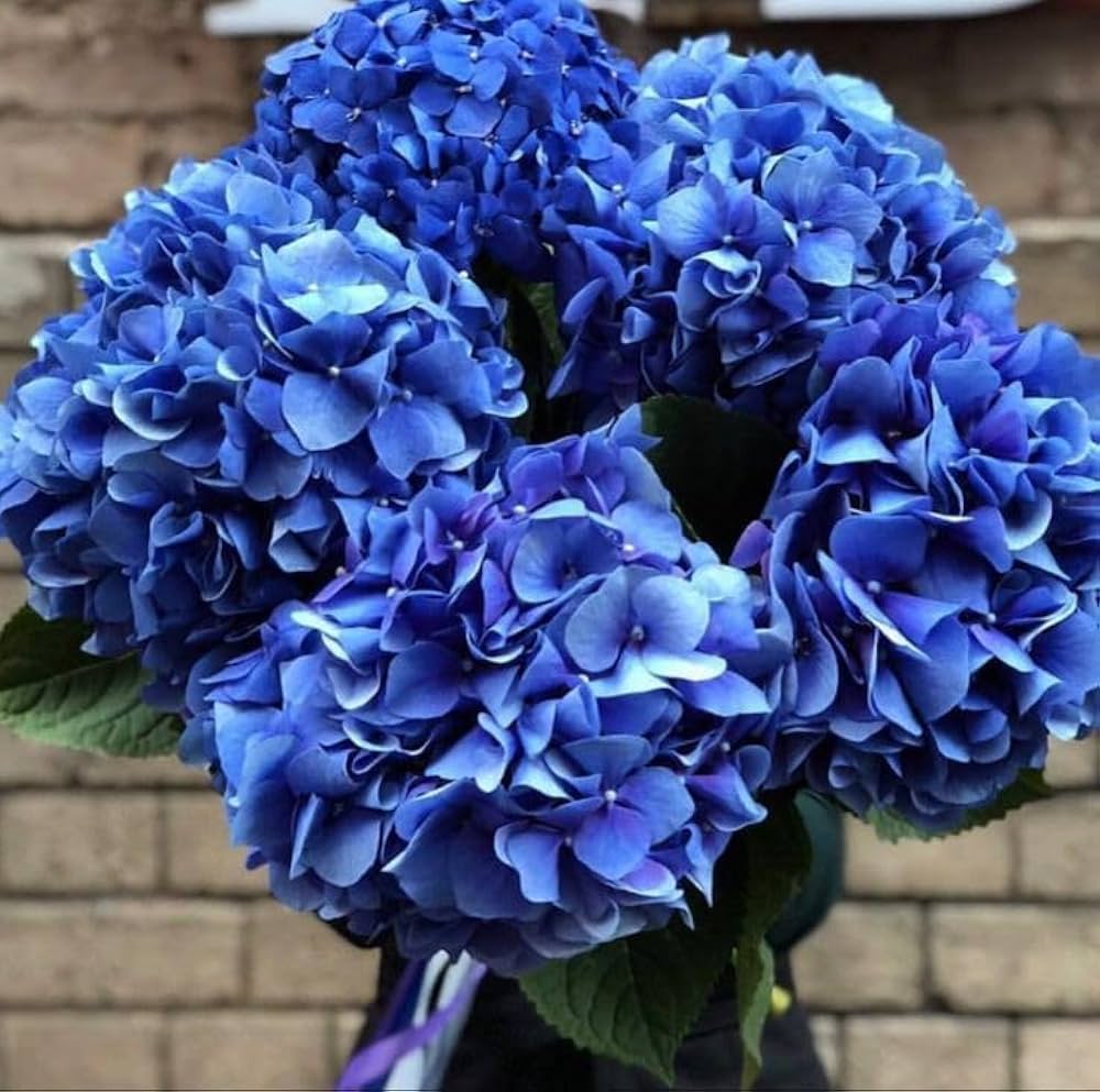Blue Hydrangea flower seeds