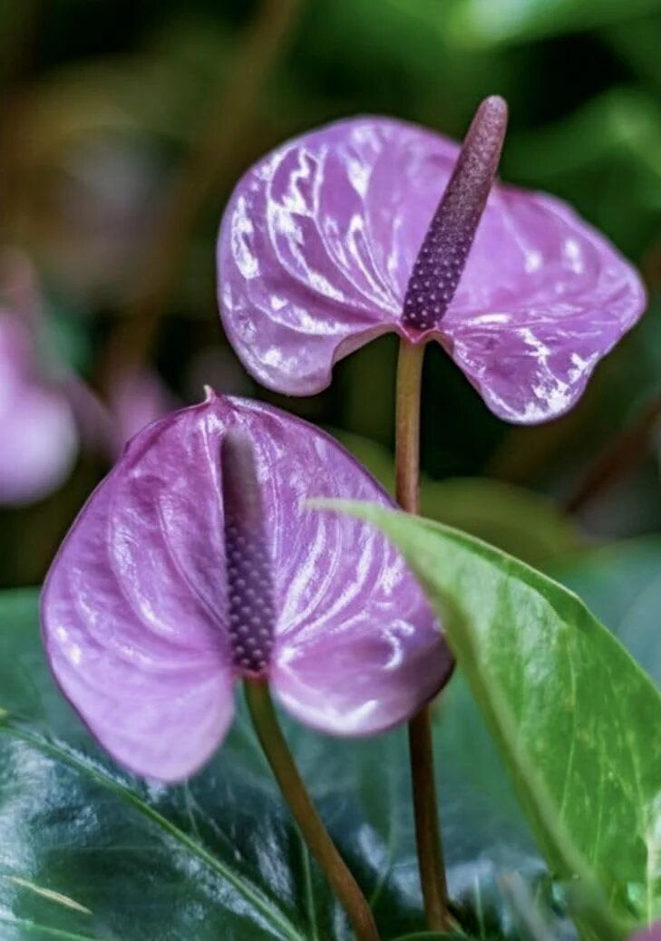 Lavender Anthurium Flower Seeds for Planting – Exotic Indoor Tropical Flowers