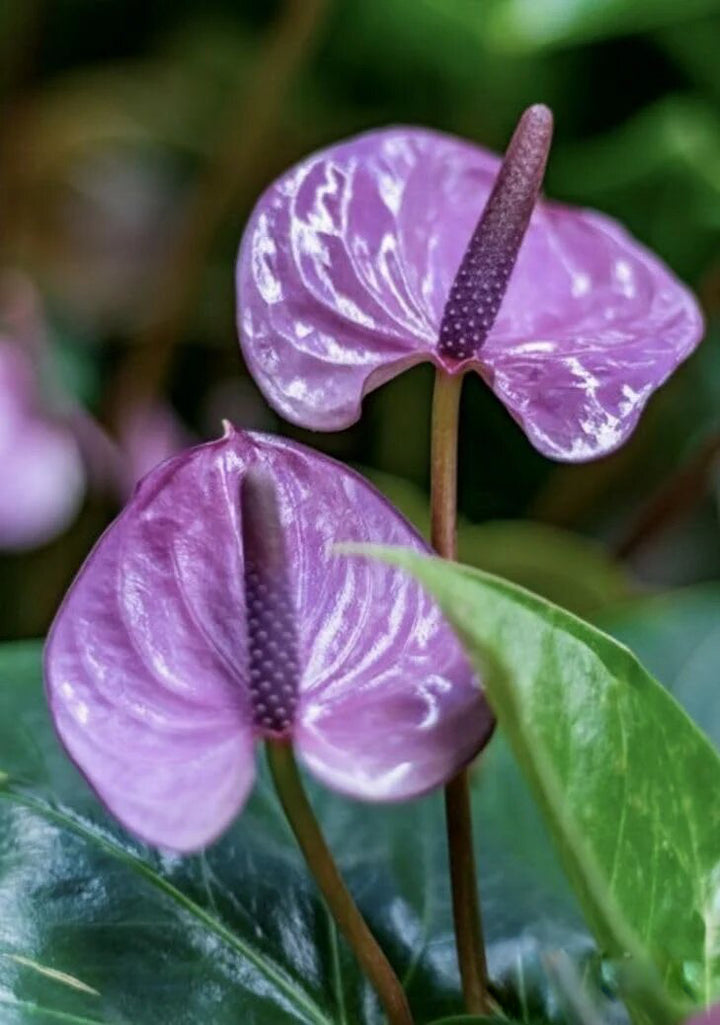 Lavender Anthurium Flower Seeds for Planting – Exotic Indoor Tropical Flowers