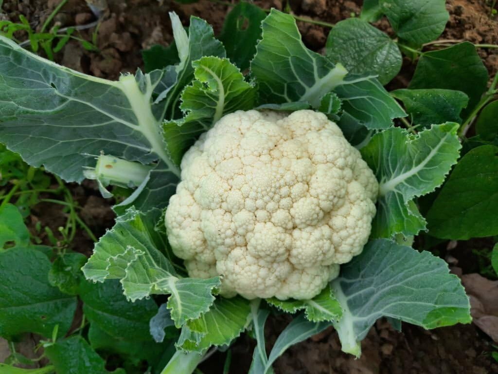 snowball cauliflower seeds