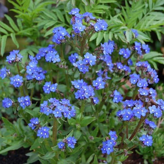 Blue Anchusa plant