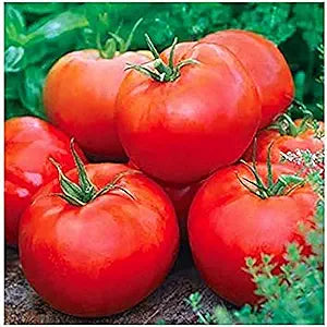 ACE 55 Tomato Seeds