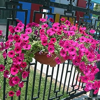 Rose Pink flower seeds