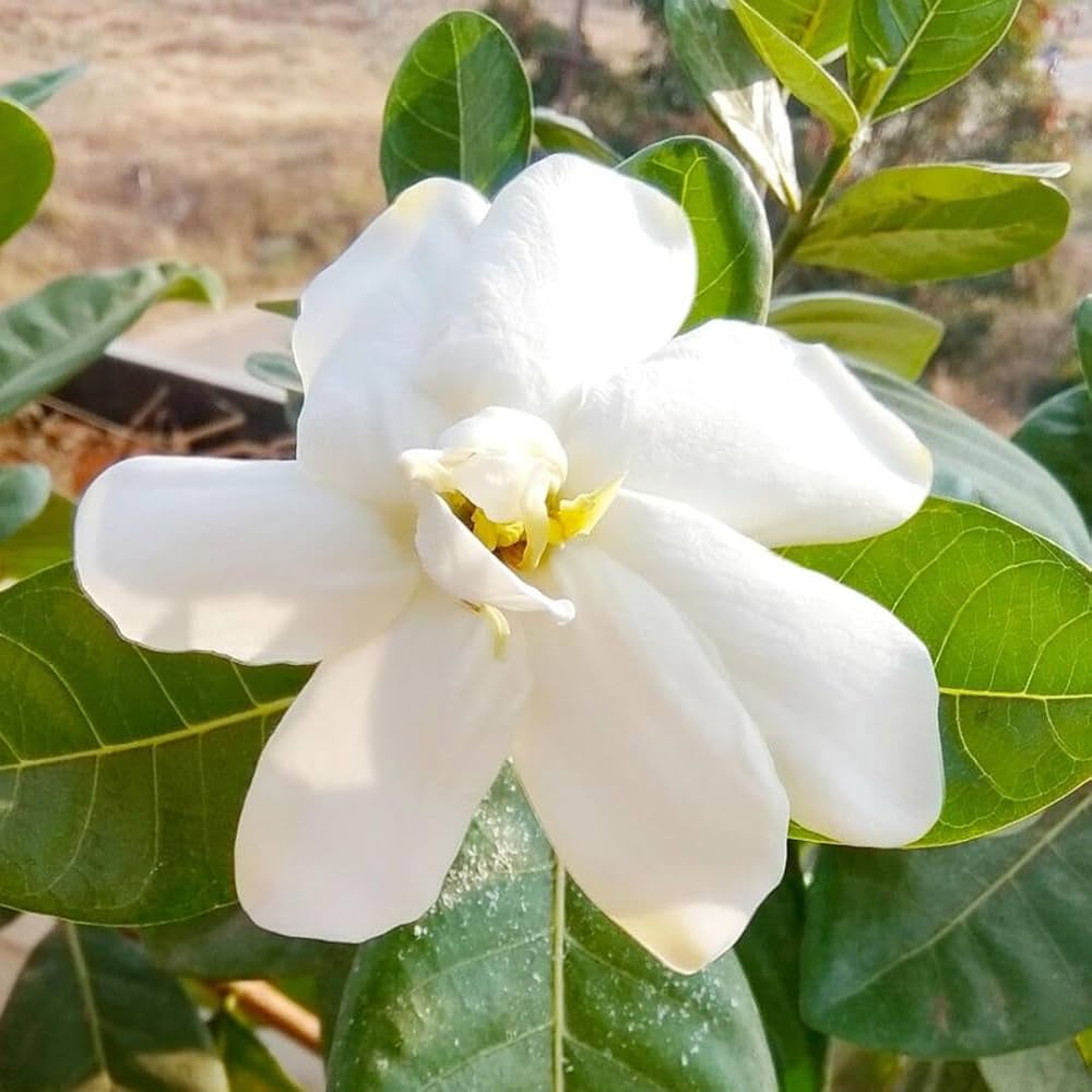 White Jasminoides flower seeds