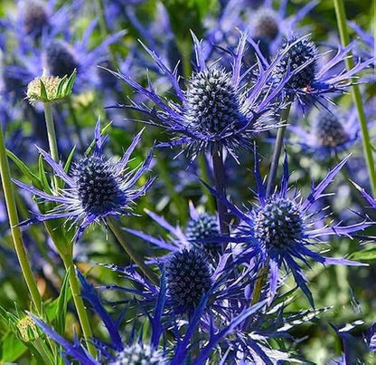 Eryngium Planum flower seeds