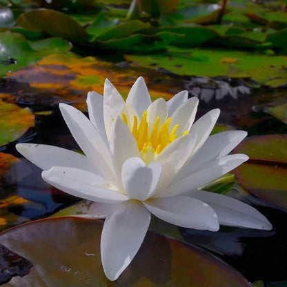 Asiatic White Lotus plant
