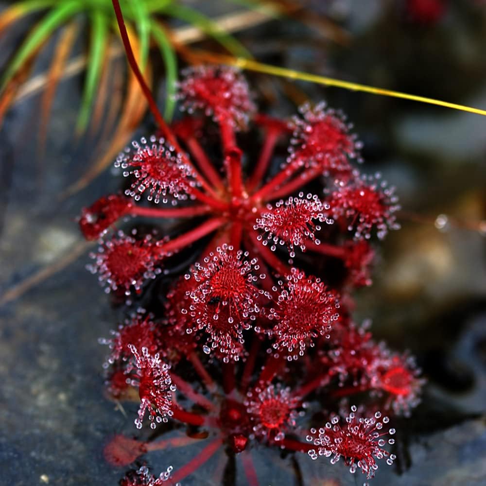 Red Sundew flower seeds