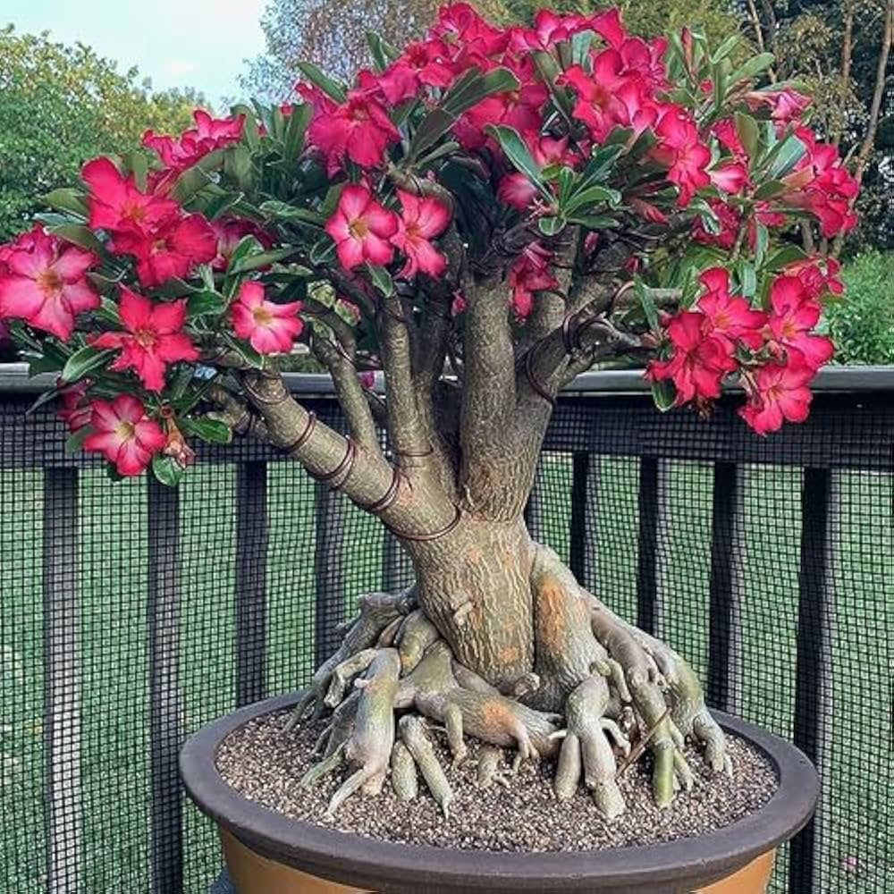 Bonsai Rose flower seeds