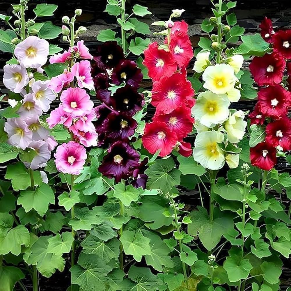 Hollyhock flower seeds