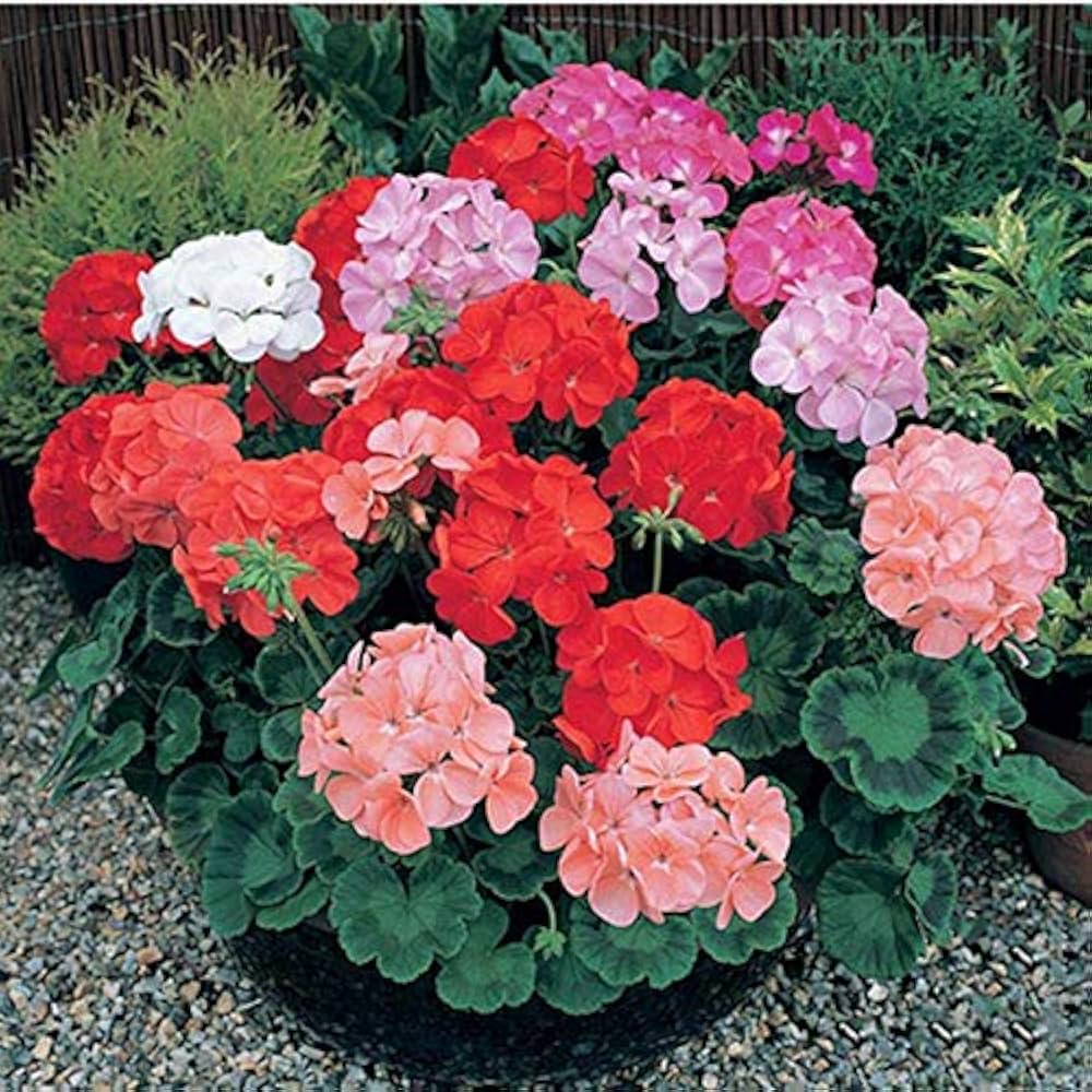 Color Perennial flower seeds