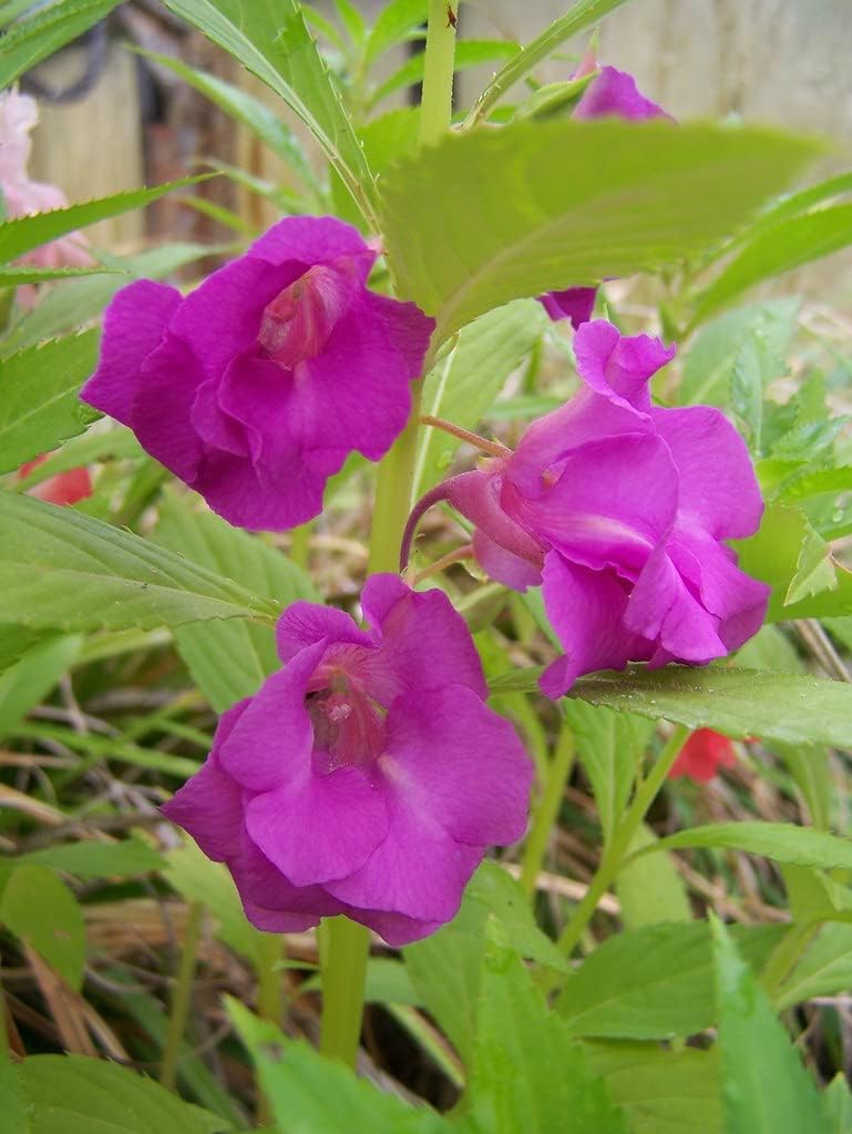 Purple Balsamine flower seeds