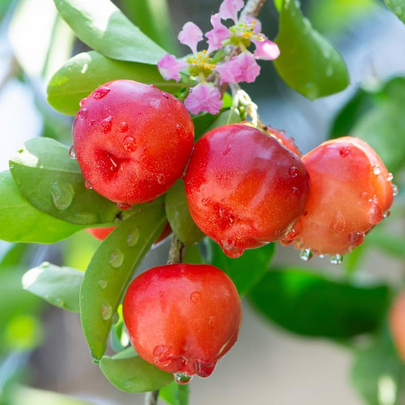 Barbados Cherry Fruit Seeds for Planting – Heirloom Non-GMO Garden Seeds