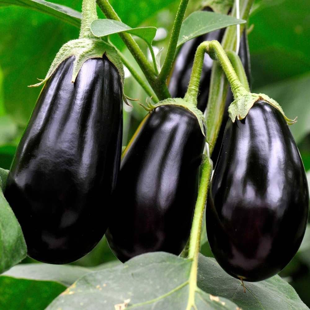 dusky eggplant seeds