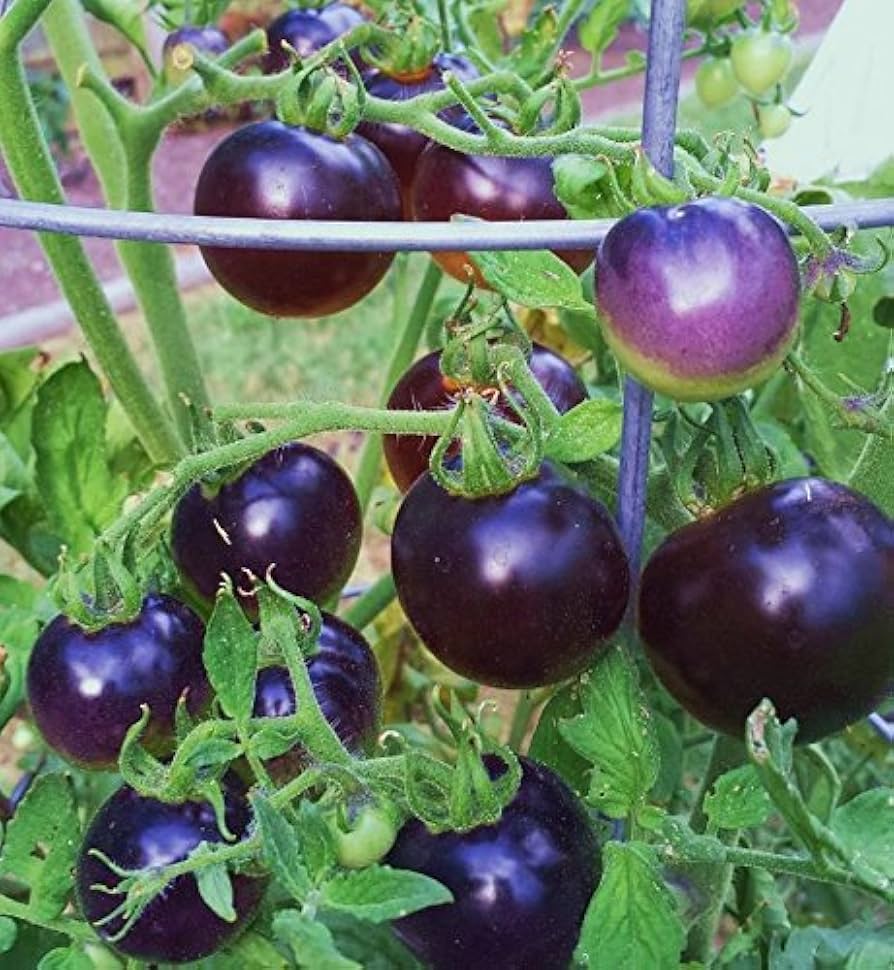 Lavender Tomato Seeds