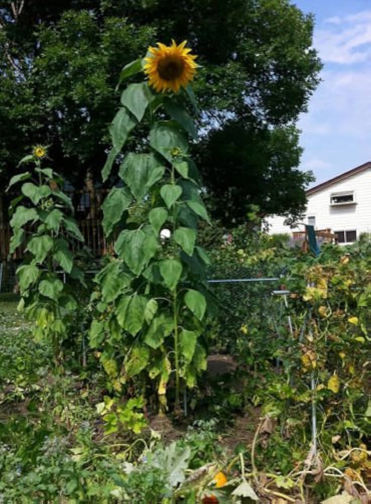 Mammoth Sunflower flower seeds
