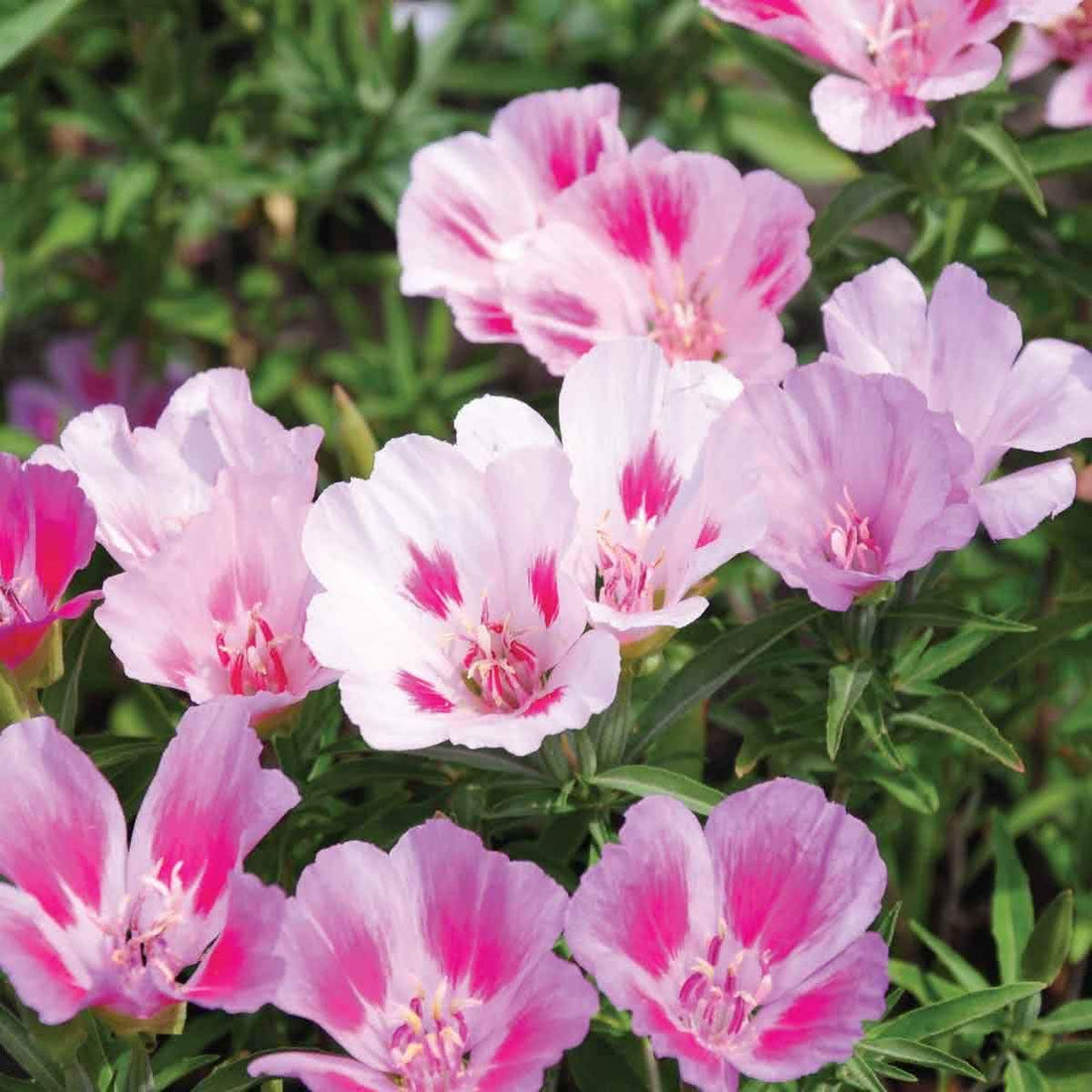 Clarkia flower seeds